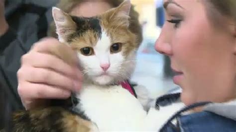 Cleo The Cat Reunited With Owner Six Years After Wandering Off Ctv