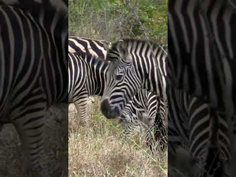 Tiger And Zebra Full Video Below YouTube