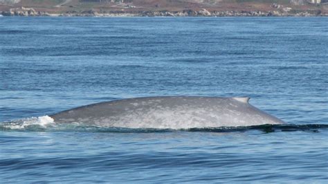 Blue Whales Monterey Bay California 2019 Youtube