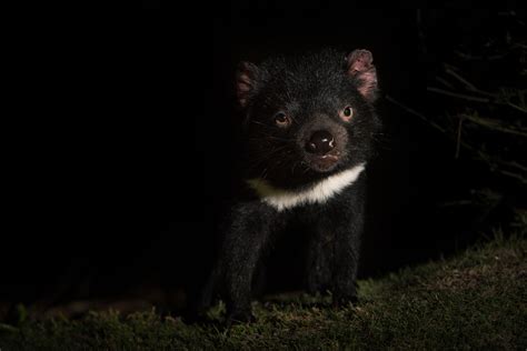 In fact, tasmania is the only place where they are found in the wild. Tasmanian Devil | Sean Crane Photography