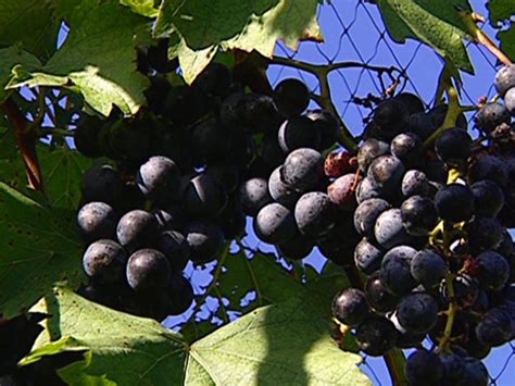 Use stakes or string to train shoot up to trellis wire (or grow tubes). Growing Grapevines | DIY Garden Projects | Vegetable ...