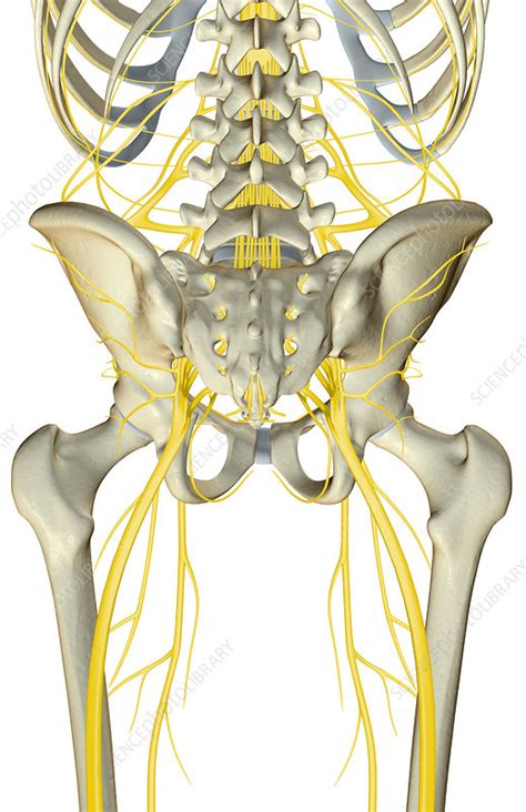 Hip Nerves Anatomy
