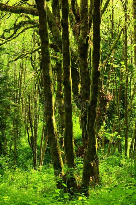Pacific Northwest Rainforest Stock Photo Image Of Woodlands Plants
