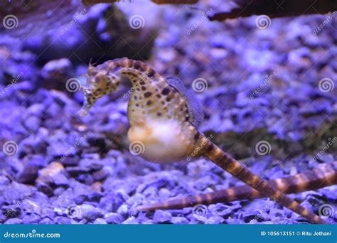 Seahorse In Water Stock Image Image Of Ecosystem Male 105613151
