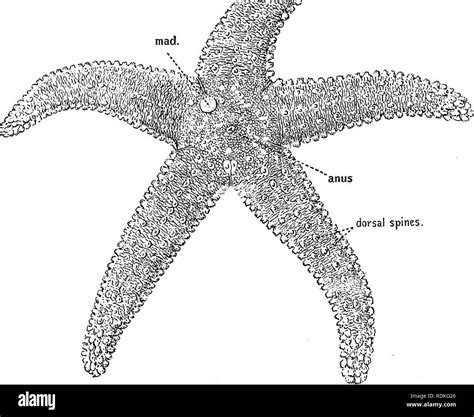 The Cambridge Natural History Zoology Anatomy Of A Starfish