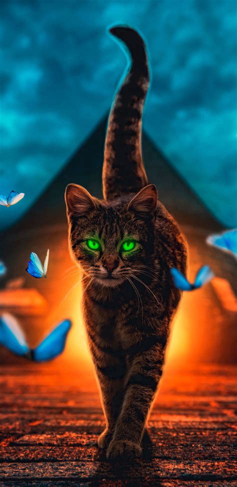 Magical Cats Wallpapers Wallpaper Cave