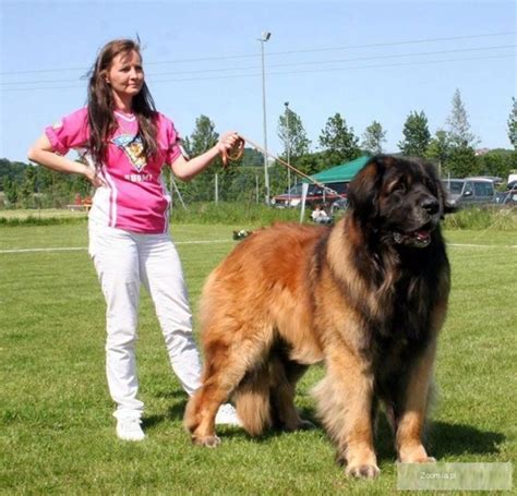 15 Types Of Large Dog Breeds With Pictures