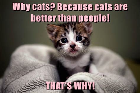 Over the course of their lifetimes, cats are generally more affordable than dogs. Why cats? Because cats are better than people! THAT'S WHY ...