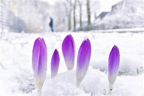 Flowers In Snow To Remind You Winter Is Not Forever