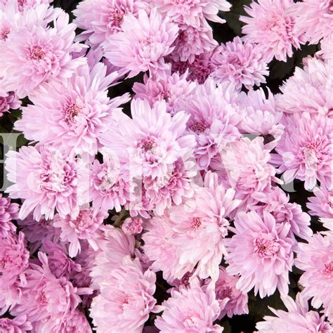 Light Pink Chrysanthemums 1 Wallpaper Happywall