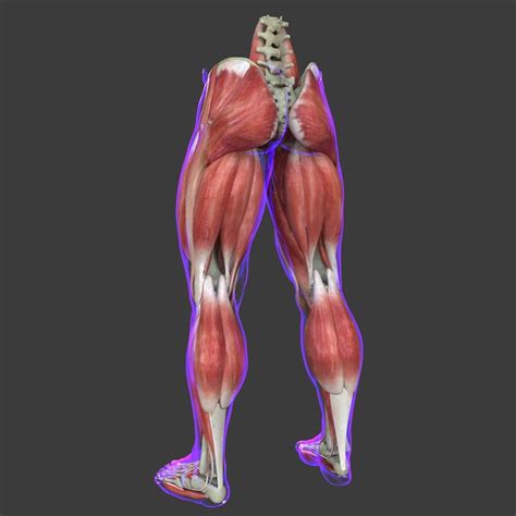 Muscles Of The Human Leg D Model By Dcbittorf