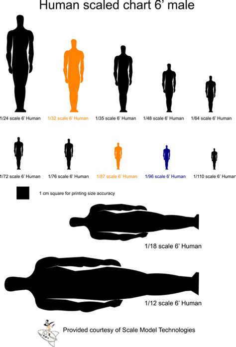 6 Scaled Male Human Chart Scale Model Technologies