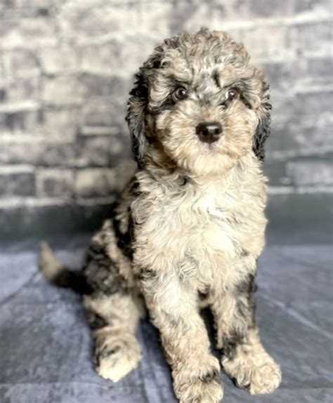 All About The Merle Goldendoodle Meet The Breed
