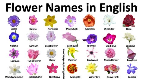Flower Names Archives Vocabulary Point
