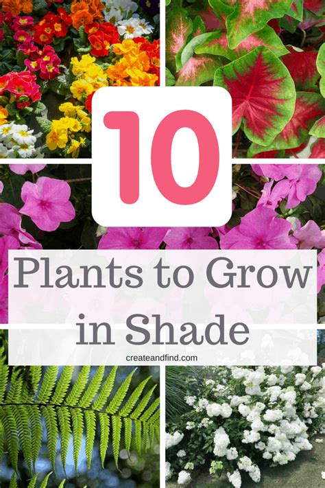 The 10 Best Plants That Grow In Shade Flowering Shade Plants Shade