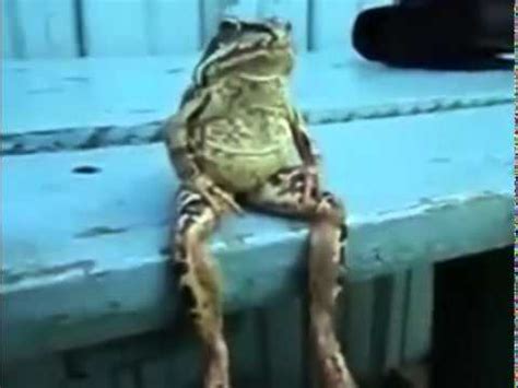 Check spelling or type a new query. A frog sitting on a bench like a human - YouTube