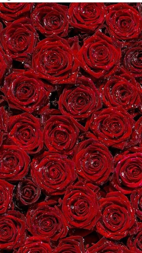 Sign In Red Roses Wallpaper Red Roses Background Red Roses