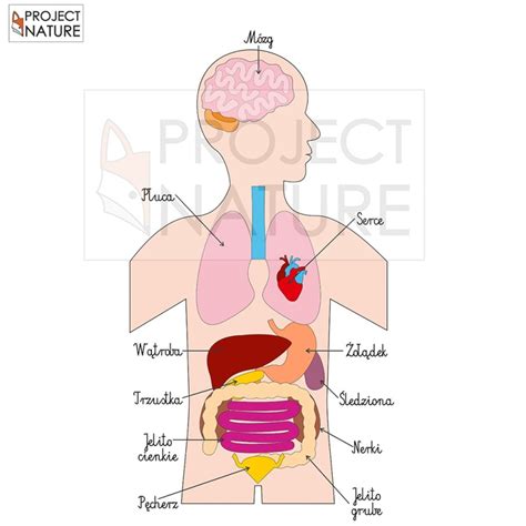 Anatomia Cz Owieka Cia O Cz Owieka Plakat