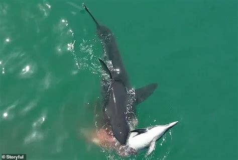 Drone Footage Captures Great White Sharks Feeding On A Dolphin Off The