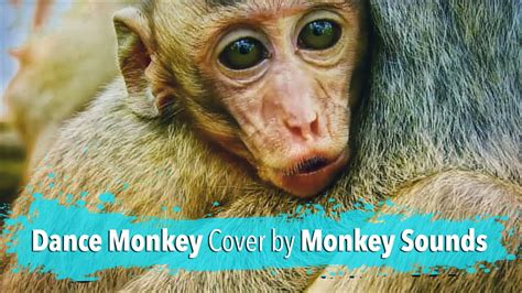 Remaking Dance Monkey Using Monkey Sounds Tones And I Cover