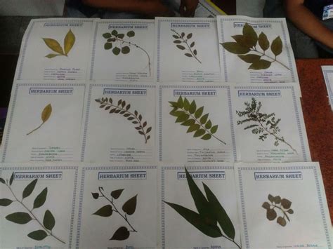 Exhibition - Herbarium on medicinal plants - St.Britto's ...