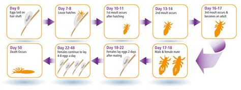 Life Cycle Of Head Lice And Eggs Nyda