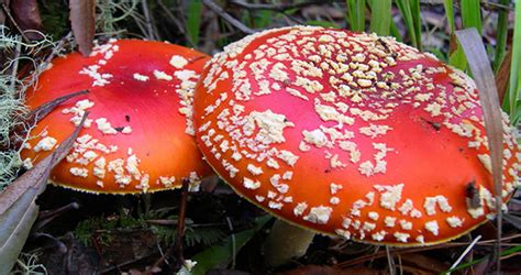 Toxic Mushrooms Colorado All Mushroom Info