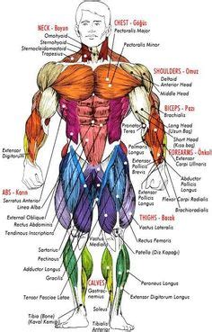 This human anatomy diagram with labels depicts and explains the details and or parts of the human body muscle names. Major muscles of the body, with their COMMON names and SCIENTIFIC (Latin) names YOUR JOB is to ...