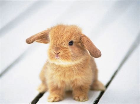 Adorable Fluffy Bunny Cute Rabbit Fluffy Adorable Bunny Cute Baby