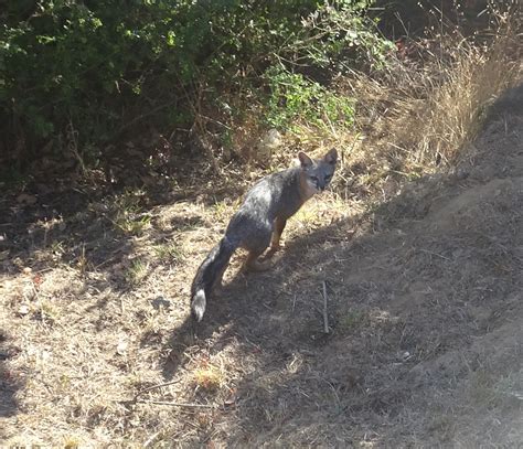 A Young Gray Fox As Photographed By Rick Denniston Mendonoma Sightings