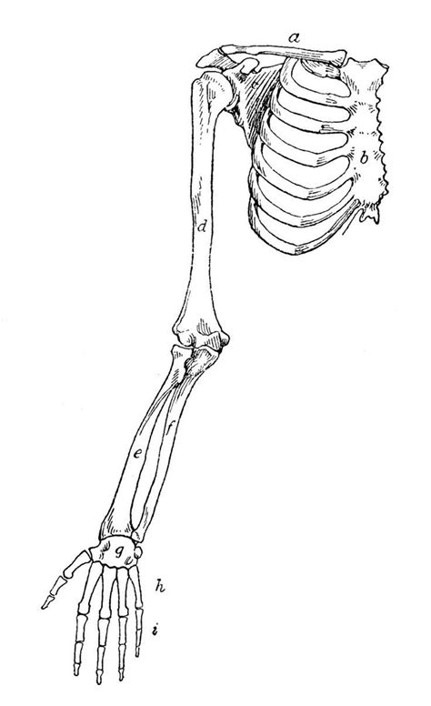 Skeleton Drawings Arm Bones Anatomy Art