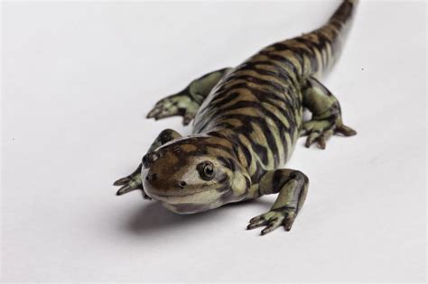 JaredDavidsonPhotography Tiger Salamander Photographs