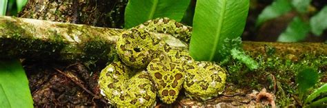 Poisonous Snakes in Mexico: The Bad, the Beautiful and the Deadly