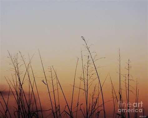 Sunset Marsh Grasses Photograph By Lizi Beard Ward Fine Art America