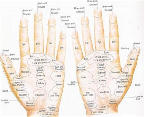Hand Reflexology Course Amara School Of Holistic Therapies