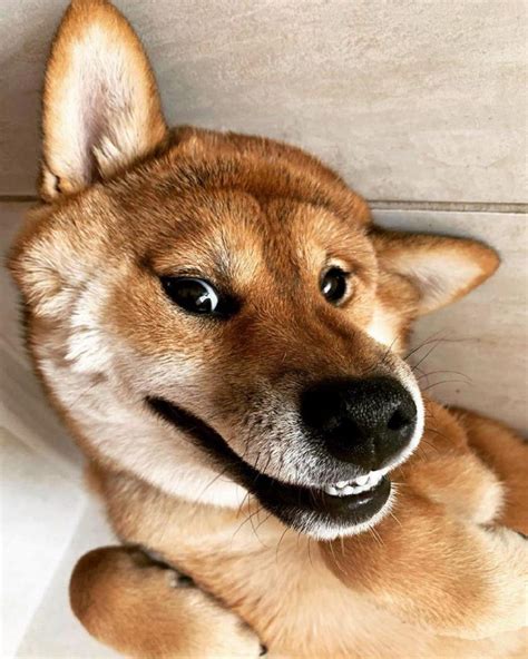 16 Funny Shiba Inu Pictures That Will Make Your Day Page 3 Of 3