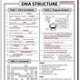 Dna Replication Questions Worksheet Answers