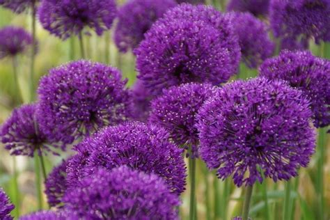 Sierui Allium Aflatunense Purple Sensation Tuinplanten