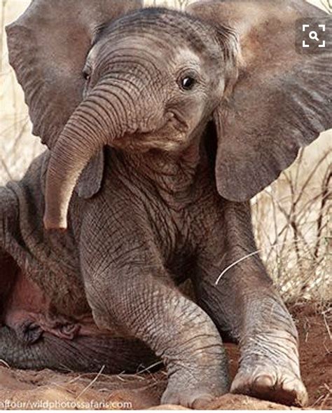 I Swear This Little Elephant Is Smiling Baby Animals Funny Cute