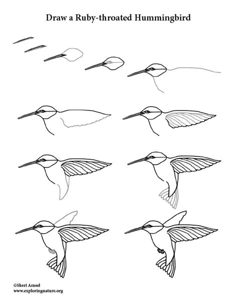 Hummingbird Ruby Throated Drawing Lesson