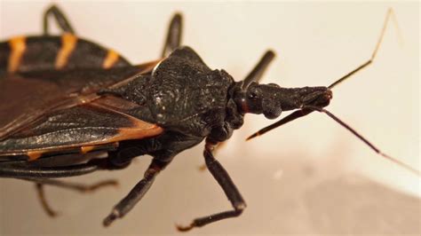 Texas Kissing Bug Spike Could Increase Risk Of Chagas Disease