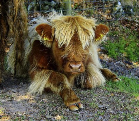 Highland Coo Fluffy Cows Cute Cows Animals Beautiful