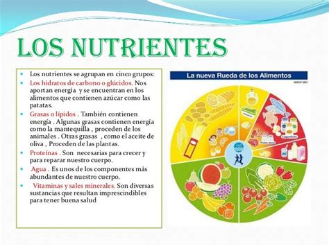 La Función De Nutrición