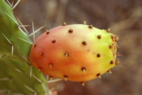 These are covered in large spines though. How to Prepare and Eat Prickly Pear Cactus | Delishably