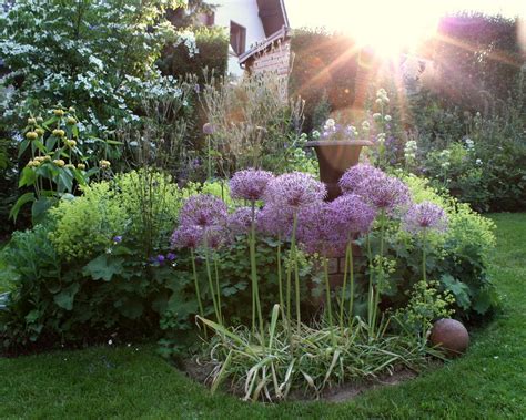 Can tolerate and penumbra, but then blossoms worse. Diblik Earthly Paradise Garden--Allium Christophli ...