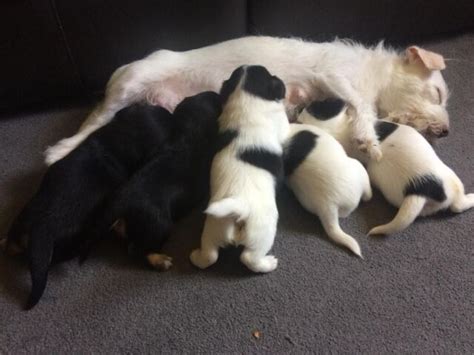 63 Bichon Frise Chihuahua Mix Puppies For Sale L2sanpiero