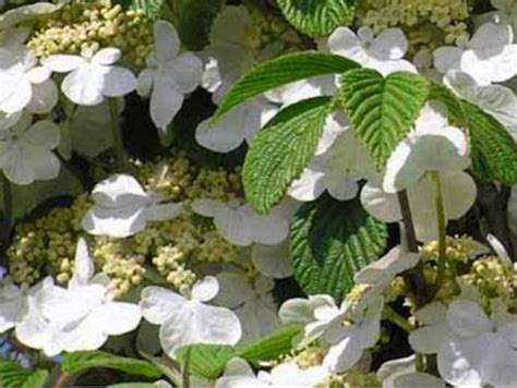 Idea Home Landscaping Feature Spring Flowering Shrub Viburnum