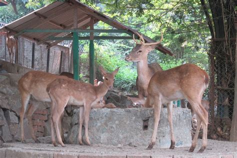 Free Images Travel Wildlife Zoo Mammal Fauna Vertebrate Impala