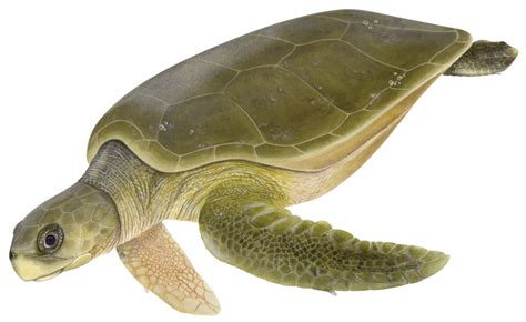 Meet the Turtles — The State of the World's Sea Turtles | SWOT