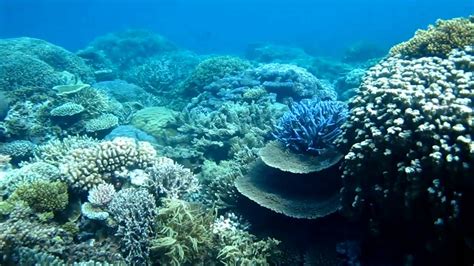 Best Snorkeling Australia Great Barrier Reef Youtube